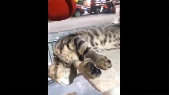 Animal funny videos