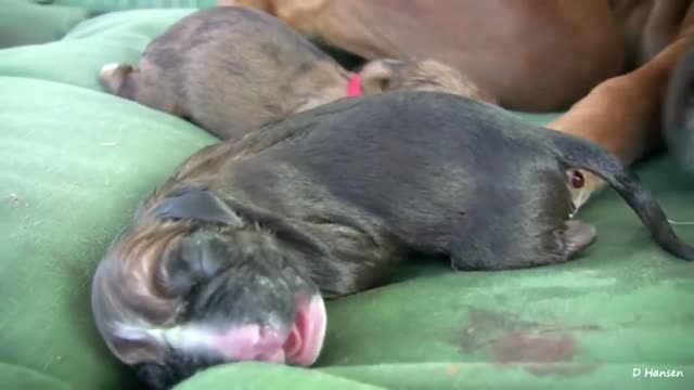 Dog Has Amazing Birth