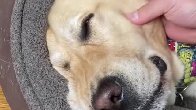 When your dog acts tough but you know their weak spot!