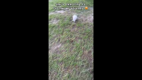 Best Funny Animal Videos Of The Month