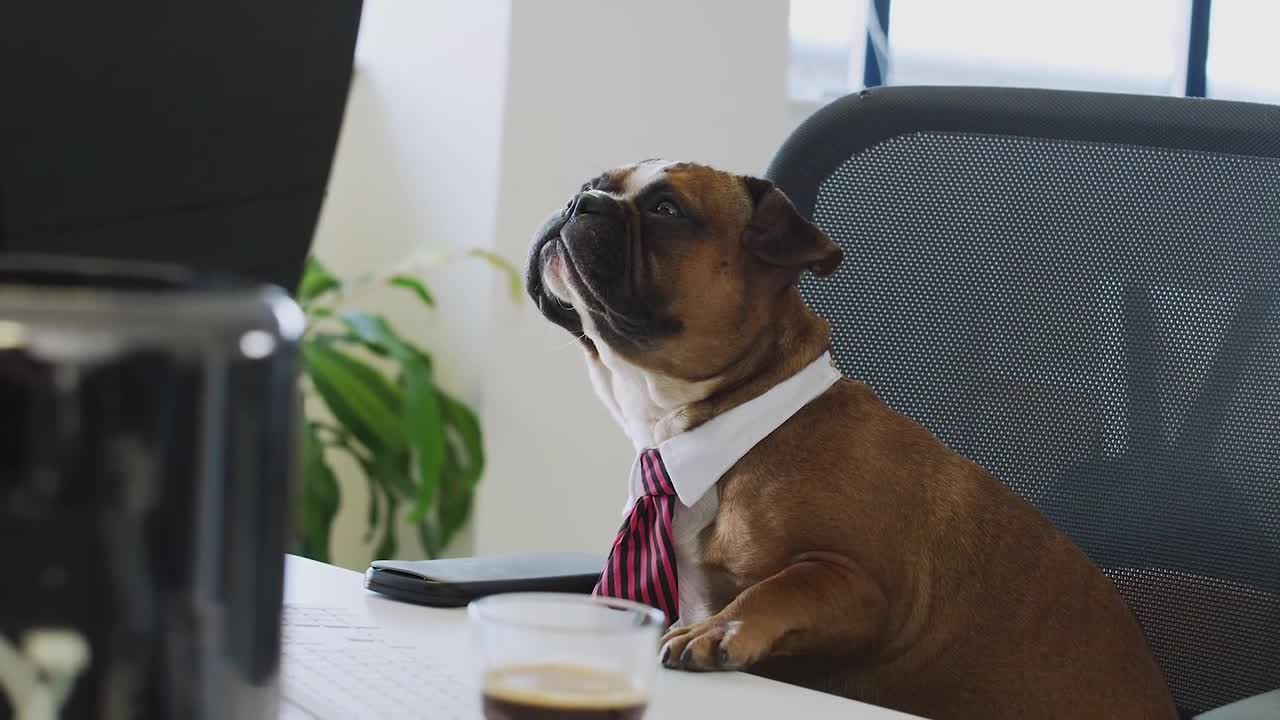 Dog with a tie sitting in the office and working on the computer