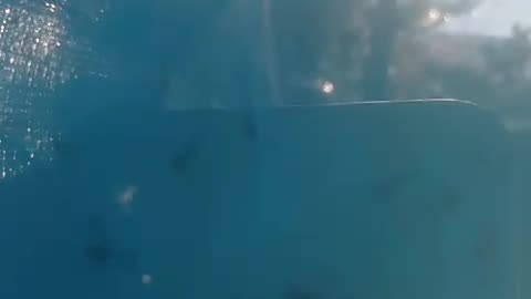 Petang menjelang maghrib biasanya LARVA LELE mulai naik kepermukaan kolam