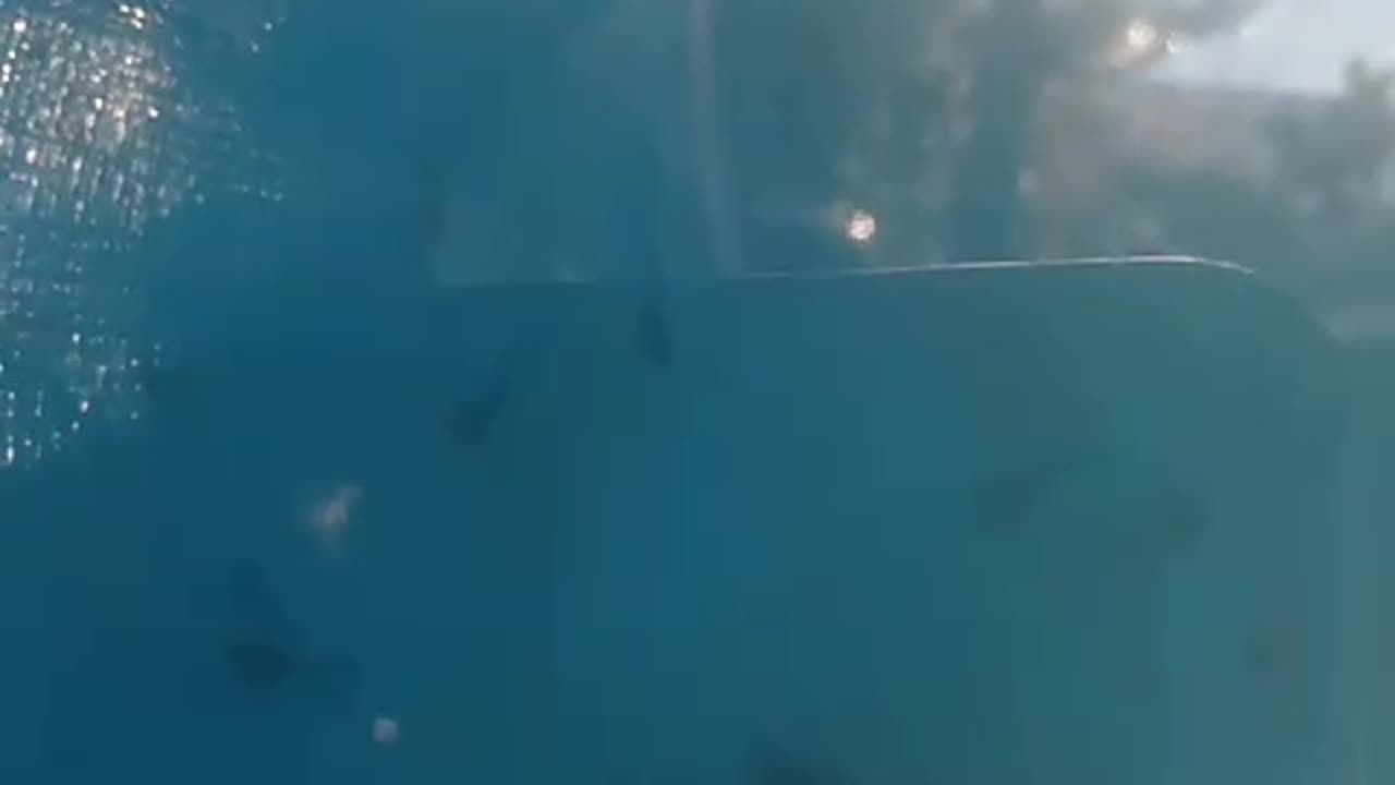 Petang menjelang maghrib biasanya LARVA LELE mulai naik kepermukaan kolam