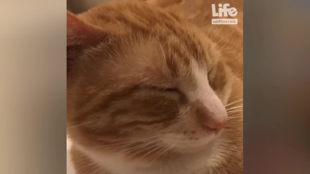 😹🎉Extremely Hilarious: Cats Behaving Crazy! 😹🐾🎉
