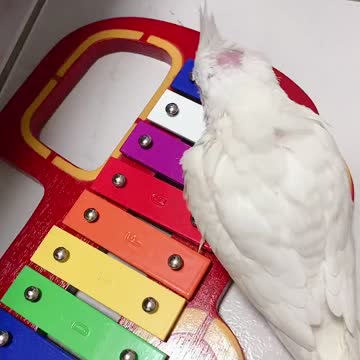 Minibuger cockatiel 3