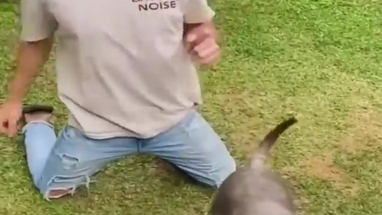 Funny cat and dog videos