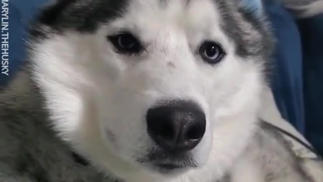 Proof That Siberian Huskies Are The Most Stubborn Dog Breed