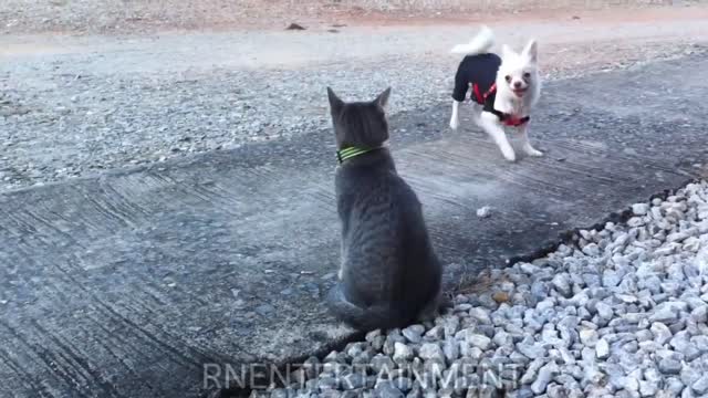 Cat vs dog funny fight