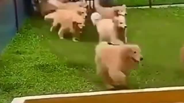 Group of Dogs Take Over Swimming Pool Funny Animals