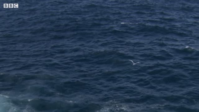 Sea Birds Battle In The Air For Fish | Life | BBC Earth