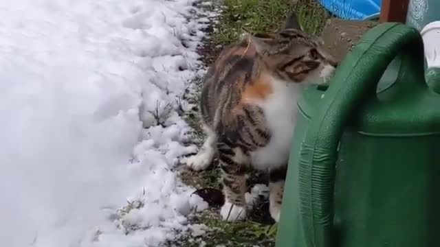The first cat to see snow