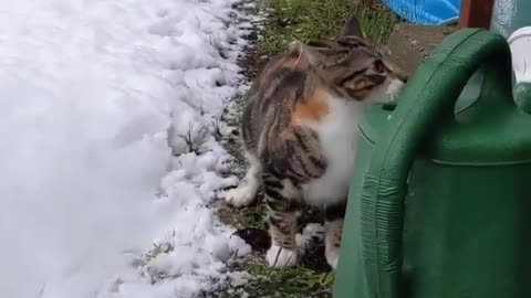 The first cat to see snow