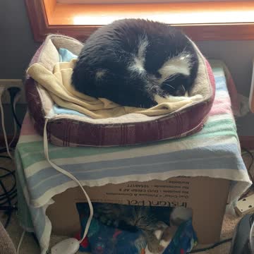 Everyone needs a nap.