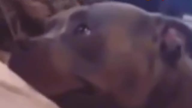 Dog can't stop smiling after cat kisses him