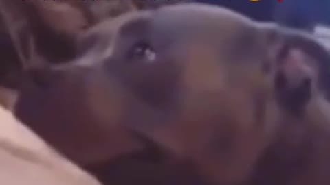 Dog can't stop smiling after cat kisses him