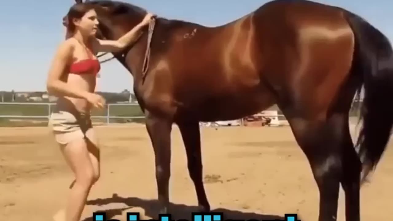 Clever Horse