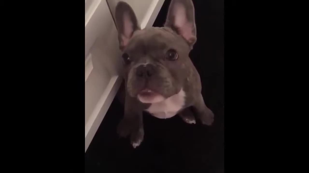 ULTIMATE|| Animal Compilation || Funny Fails || viral || comedy