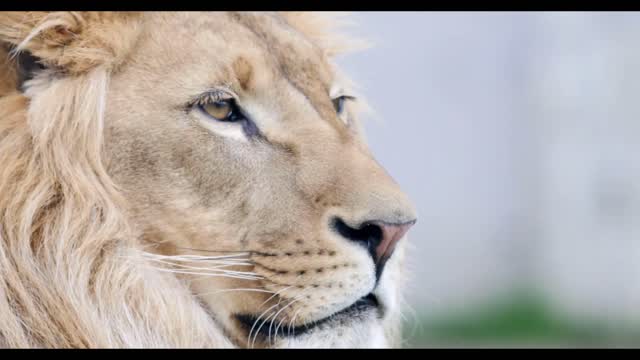 close up shot of an african lions head nua