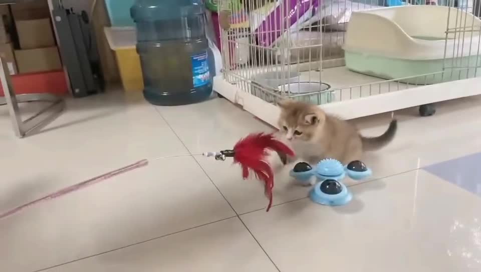 kitten and its toys