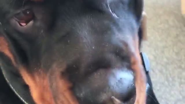 Does this fly make my snoot look big