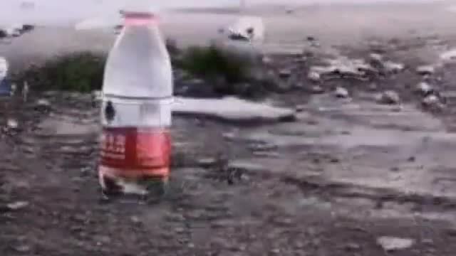 Funny Wise Bird Meme Video drinks water from a bottle