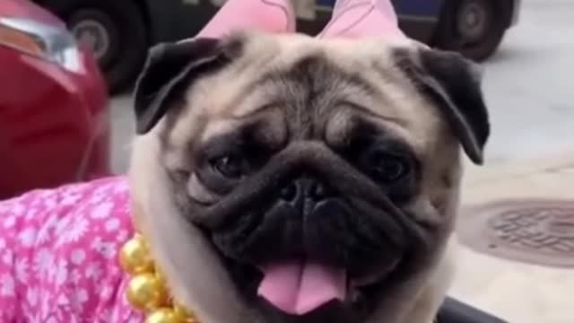 Cute__funny__dog__video__#short