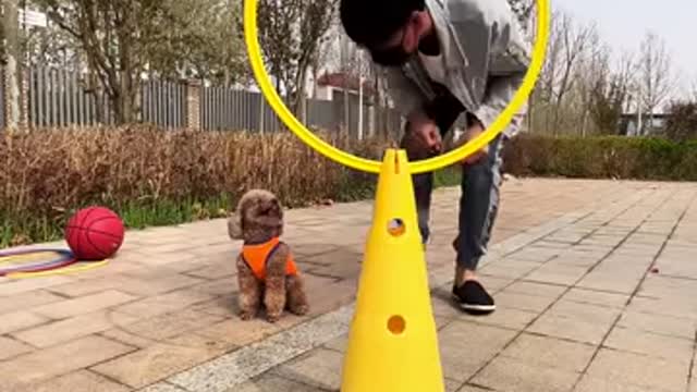 This dog does amazing things