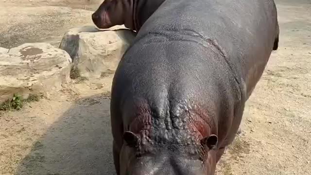 The hippo performed to eat watermelon