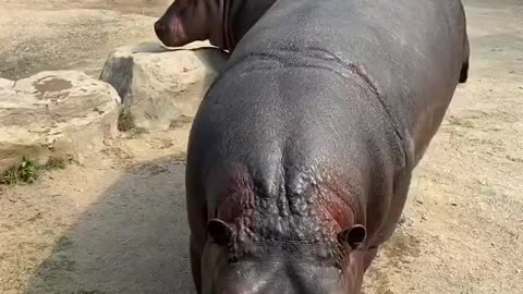 The hippo performed to eat watermelon