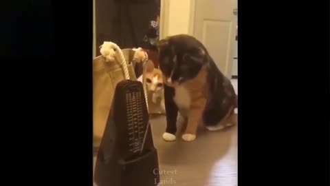 cute cat dog animal video very cute and funny *must watch*