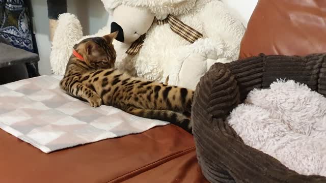 Cat licking itself and the huge toy