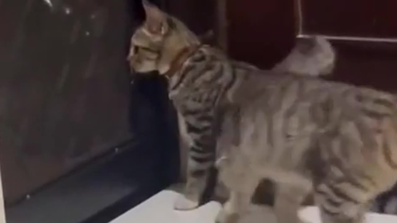 I promise you will not be able to tell the difference in these CATS