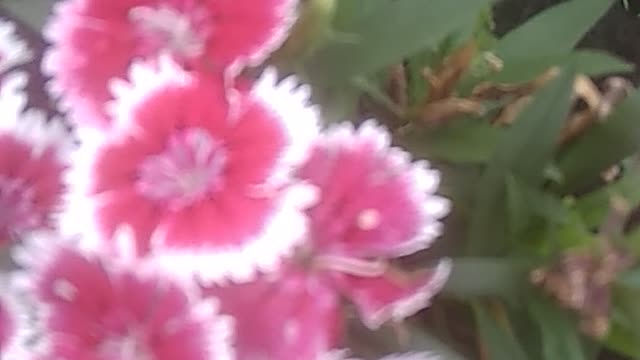 Chinese pink flower