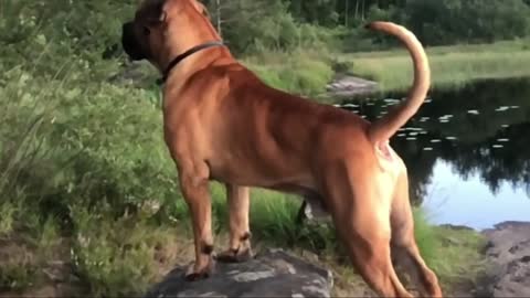 BOERBOEL - THE SUPER POWERFULL DOG