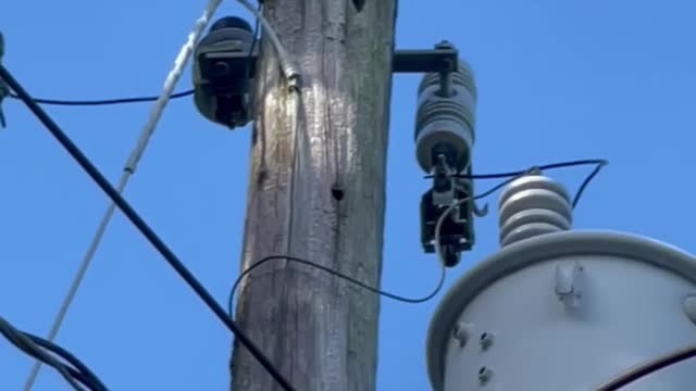 The morning beat. Florida Woodpecker seeks breakfast in a power pole.