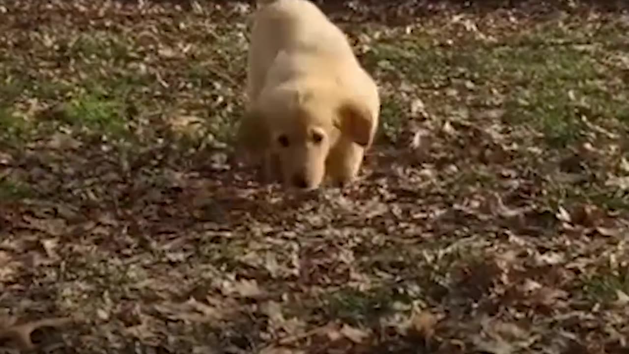 AWESOME Couple Keeps Adopting 3-Legged Dogs | The Dodo
