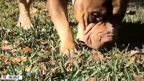 AMERICAN BULLY DOG