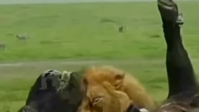 Lion Attack Buffalo 😱#shorts #short #shortsfeed #youtubeshorts #vira