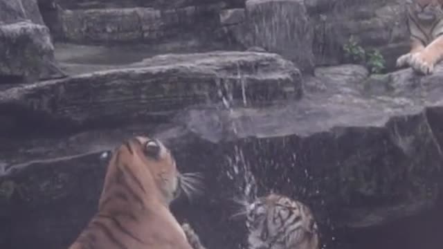 The tiger
