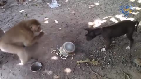 Dogs vs monkey .when dog wanna cry.funny animal