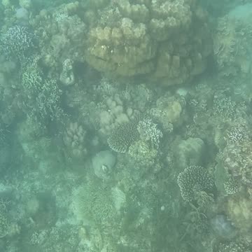 Snorkeling Adventures Philippines. Check out the coral reef is coming back alive