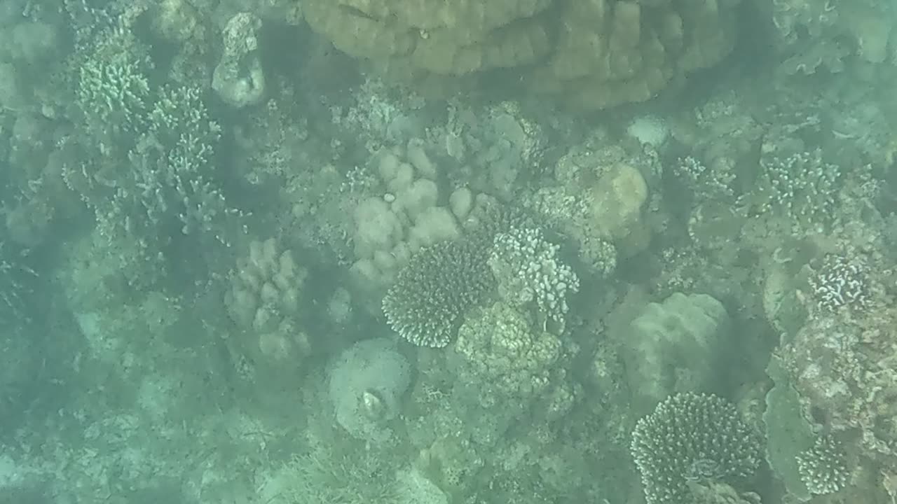 Snorkeling Adventures Philippines. Check out the coral reef is coming back alive