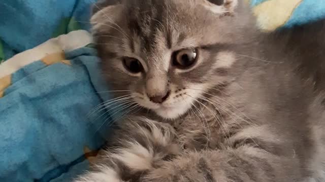 look of a cat that paws