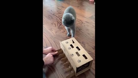 Cute Baby Animals