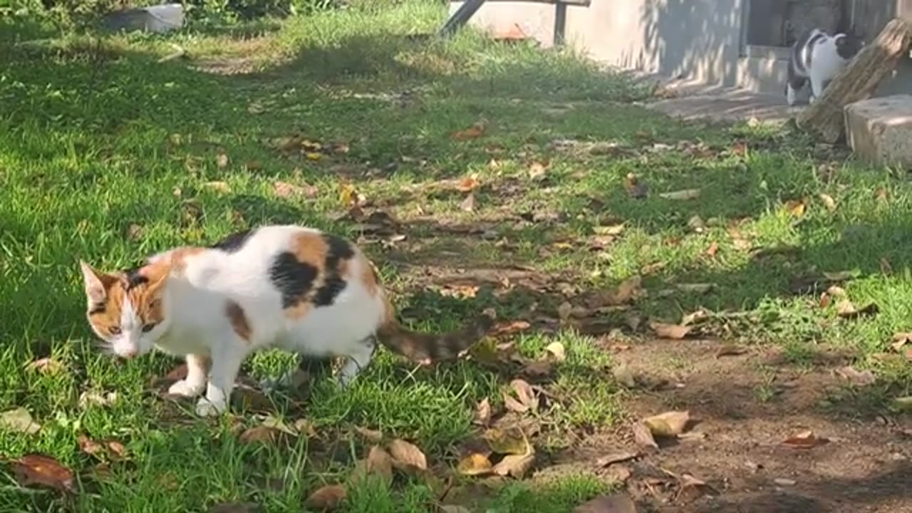 Cute stray cats who don't get along with each other. These cats are so cute.