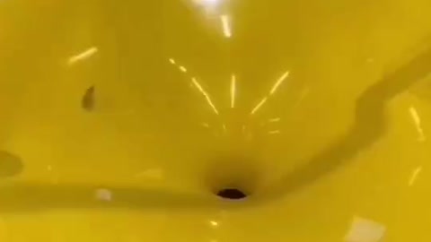 It's a fun toy for everyone to play with