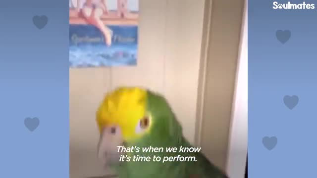 Parrot Insists On Singing Whenever Dad Plays Guitar | The Dodo Soulmates