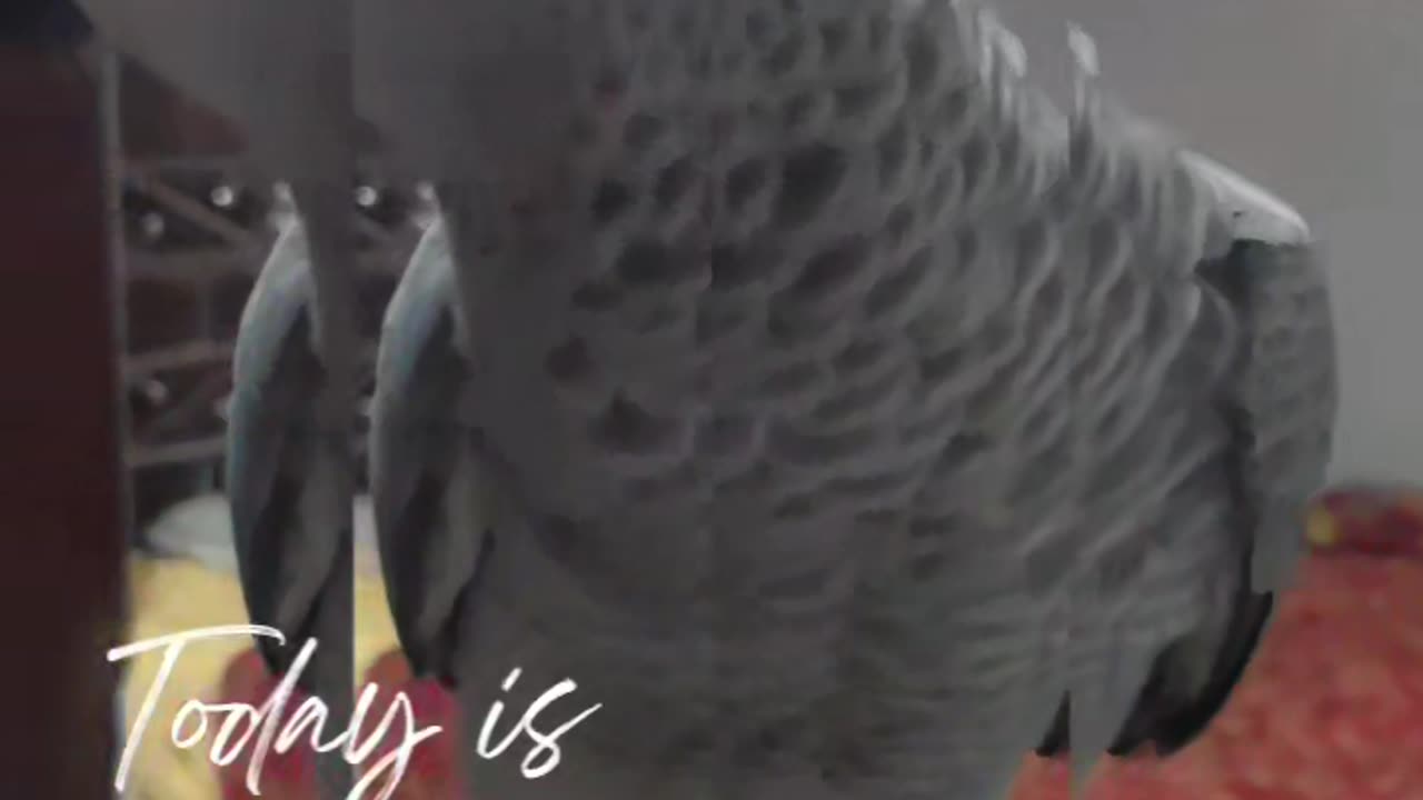 African grey parrot