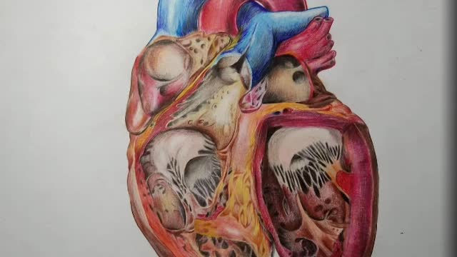 Heart Anatomy Drawing