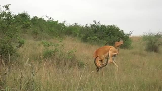 The Impala